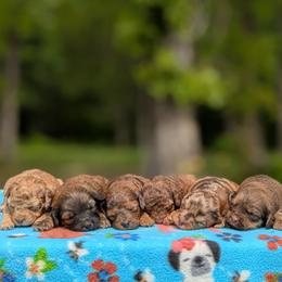 Cavapoo puppies from Spencer's "lil" Cavapoos & Bernedoodles