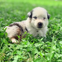 Benny ASD - Blue merle male Miniature Australian Shepherd puppy in Polk City, Florida from Skaky Shepherds