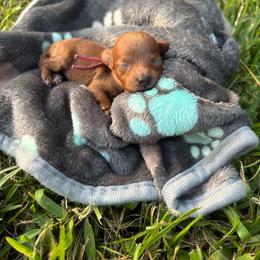Twinkle - Red  female Poodle puppy in Picayune, Mississippi from JEN's Poodles