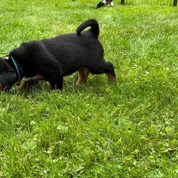 Appenzeller Sennenhund Puppies from HussarRidge
