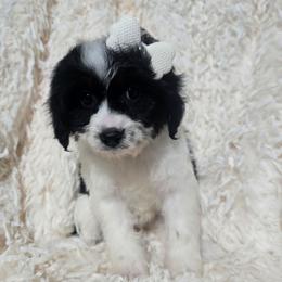 Patience - Black and white female Cavapoo puppy in Lebanon, Kentucky from Mosaic Merle Doodles
