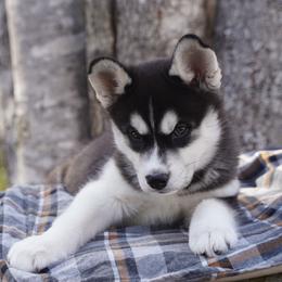 Iona - Black and white female Siberian Husky puppy in Wiscasset, Maine from Running with Huskies