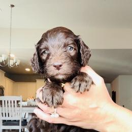 Red - male Golden Mountain Doodle puppy in Leander, Texas from Olive Grove Doodles