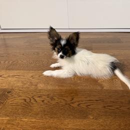 Papillon Puppies from Lena Cherkas