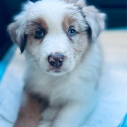 Mac - Red merle male Aussiedoodle puppy in Hempstead, Texas from Young Gun Aussies