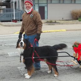 Ruger - Bernese Mountain Dog