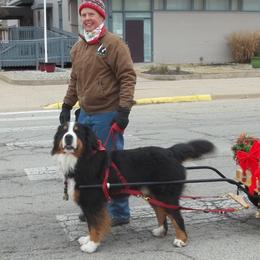 Ruger - Bernese Mountain Dog