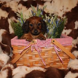 Buttercup - Sable female Dachshund puppy in Baldwin Park, California from The Mini Weenies