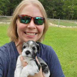Miniature Schnauzer Puppies from Dees Schnauzers