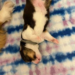 Pembroke Welsh Corgi Puppies from MG Corgis
