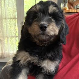 Archie - Phantom male Goldendoodle puppy in Springfield, Pennsylvania from Lesher Goodwin Goldendoodles