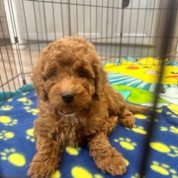 Pumpkin spice - Red  male Goldendoodle puppy in Sacramento, California from Creamy Retrievers