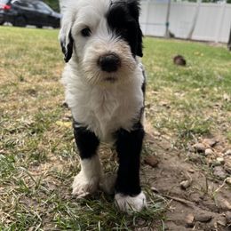 Old English Sheepdog and Sheepadoodle Puppies from Doodlefolk
