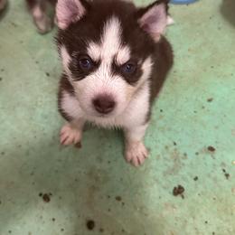 Juno - Red and white male Siberian Husky puppy in Lakeland, Florida from Ice Blue Legacy Siberians Huskies