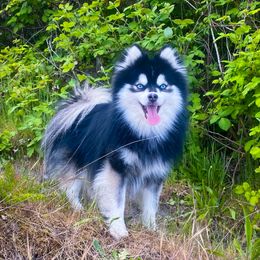 Sangi 🍷 - Pomsky