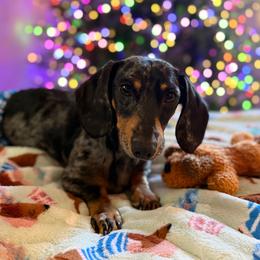 Bo - Dachshund