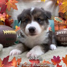 Sadie - Black tri-color female Australian Shepherd puppy in Purcell, Oklahoma from Lewis Aussie’s & Corgi’s