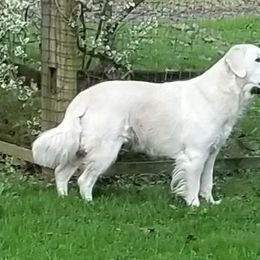 Golden Retriever All Grown Up from High Flyer Golden Retrievers