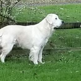 Golden Retriever All Grown Up from High Flyer Golden Retrievers