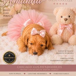 Amanda - Apricot female Goldendoodle puppy in Aurora, Illinois from Chicago Goldendoodles