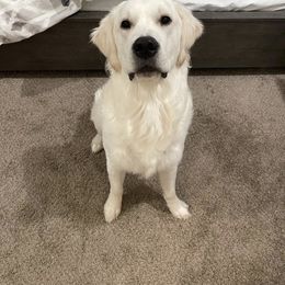 Golden Retriever All Grown Up from West KY Goldens and Doodles