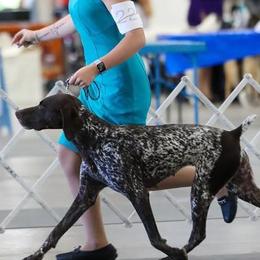 German Shorthaired Pointers from Kuhl Palmer Kennels