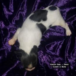 AKC - Green Girl - White black and tan female Papillon puppy in Cadiz, Kentucky from Tiny Treasures Papillons