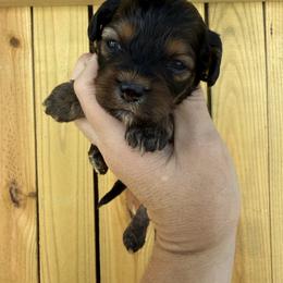 Jessie - Sable female Cockapoo puppy in Connersville, Indiana from MoonShine Babies