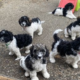Cockapoos from Newby Acres Doodles