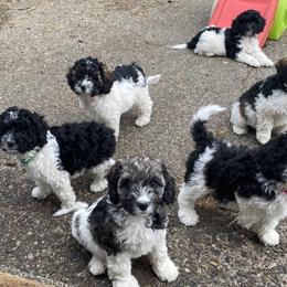 Cockapoos from Newby Acres Doodles
