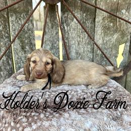 Oslo-2200 - Cream male Dachshund puppy in Atwood, Oklahoma from Holder’s Doxie Farm