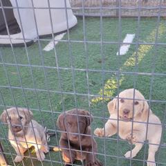 Chesapeake Bay Retriever puppies from Dovecreek Chesapeake Bay retrievers