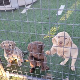 Chesapeake Bay Retriever puppies from Dovecreek Chesapeake Bay retrievers