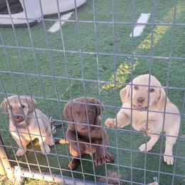 Chesapeake Bay Retriever puppies from Dovecreek Chesapeake Bay retrievers