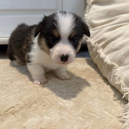 Trusty - Black and white male American Corgi puppy in Decatur, Texas from Bar S Corgis