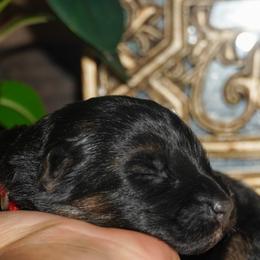 Red Collar - Black and red female German Shepherd puppy in Howell, Michigan from Sheyenne’s Shepherds