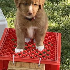 Nova Scotia Duck Tolling Retriever All Grown Up from Forest Cove Tollers