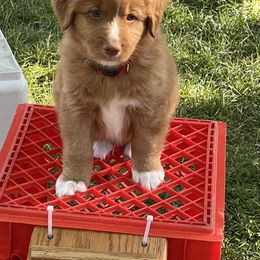 Nova Scotia Duck Tolling Retriever All Grown Up from Forest Cove Tollers