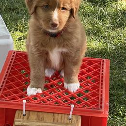 Nova Scotia Duck Tolling Retriever All Grown Up from Forest Cove Tollers
