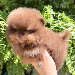 Coco - Chocolate and tan female Pomeranian puppy in Coleman, Oklahoma from Pretty Poms