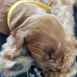 Girl 4 - Goldendoodle puppy in Annandale, Minnesota from Pleasant Lake Doodles
