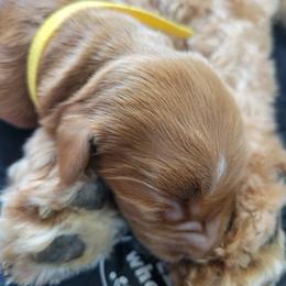 Girl 4 - Goldendoodle puppy in Annandale, Minnesota from Pleasant Lake Doodles