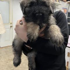 Bouvier des Flandres Puppies from SLR Kennels