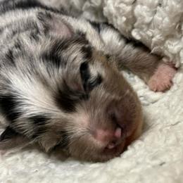 Boy 2 - Silver and white male Pomsky puppy in Enumclaw, Washington from Rainier Mountain Pomsky’s LLC