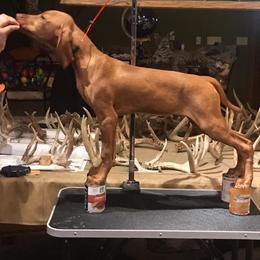 Vizsla Puppies from Virag Vizsla