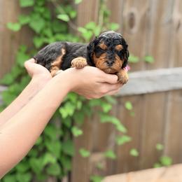 Ice Cream - Pink - Merle female Bernedoodle puppy in Charleston, South Carolina from Palm Belle Doodles