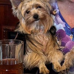 Yorkshire Terrier Puppies from Scott And Tammy's Lil Yorkies