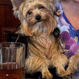 Yorkshire Terrier Puppies from Scott And Tammy's Lil Yorkies