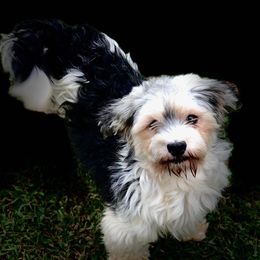 Journey - Havanese