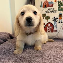 Humble (3500) - Cream male Dachshund puppy in Hensley, Arkansas from The Dachshund Barn